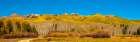 USA-Colorado-Gunnison National Forest Panoramic of mountain and aspen forest in autumn Art Print